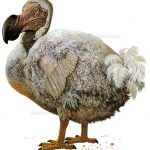 Dodo bird, Raphus cucullatus.