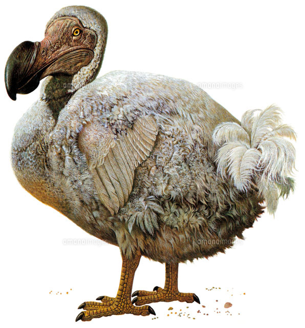 Dodo bird, Raphus cucullatus.