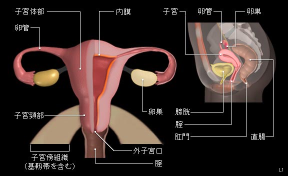 子宮頸がん