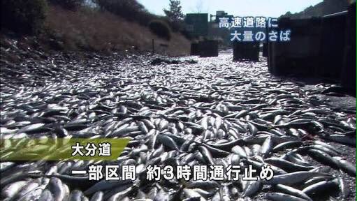鯖落ち