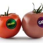 GMO