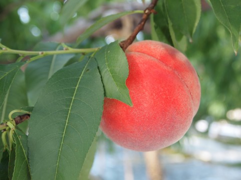 さわり 意味